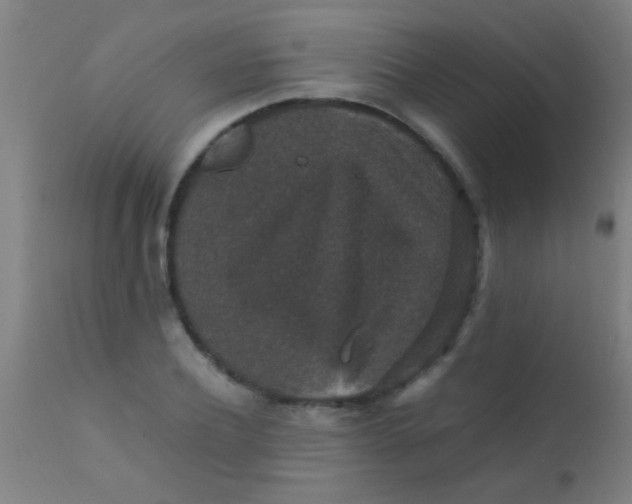 X0000110710932200907022019