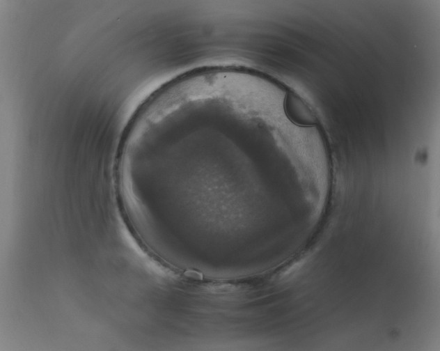X0000110710943200907022019