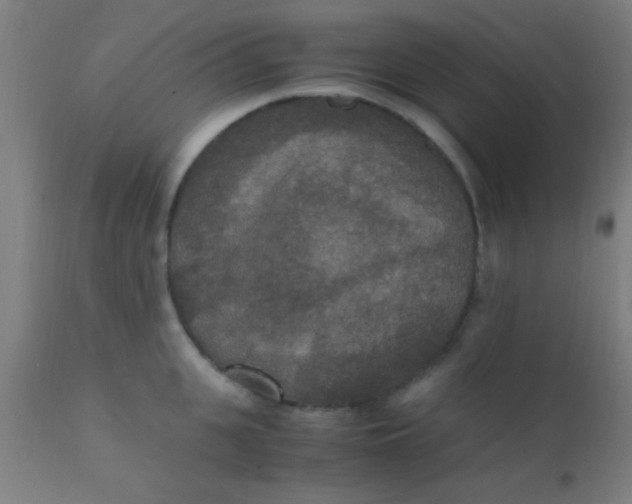 X0000110710951200907022019