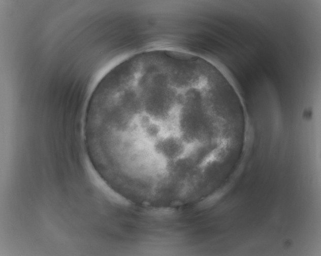 X0000110710957200907022019