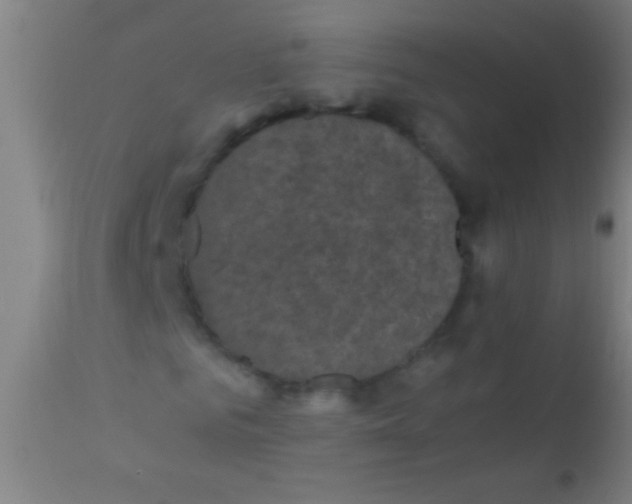 X0000110710961200907022019