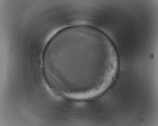 X0000110711031200907022018