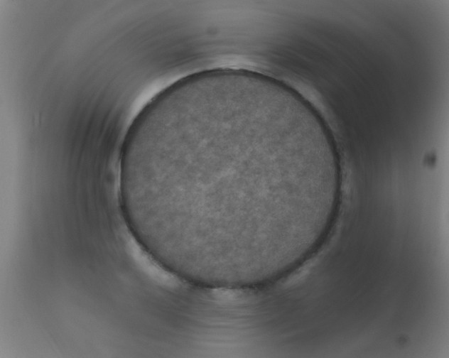 X0000110711032200907022018