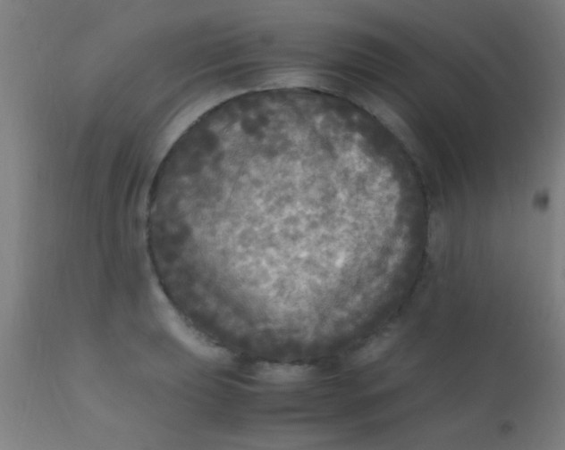 X0000110711039200907022018