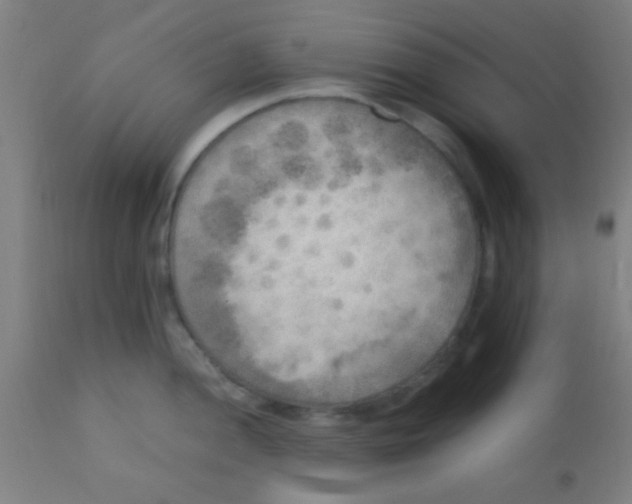 X0000110711052200907022018
