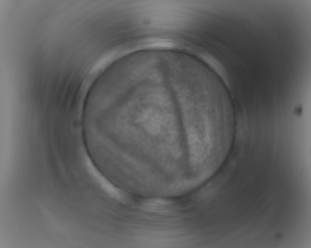 X0000110711475200907022010
