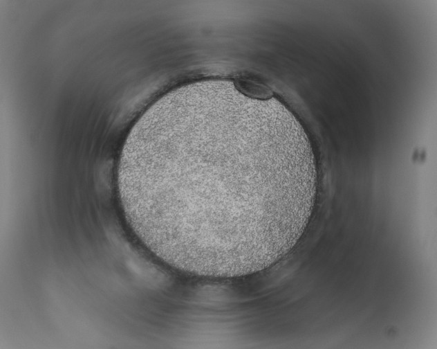 X0000110710066200907101254