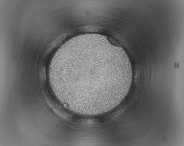 X0000110710254200907101251
