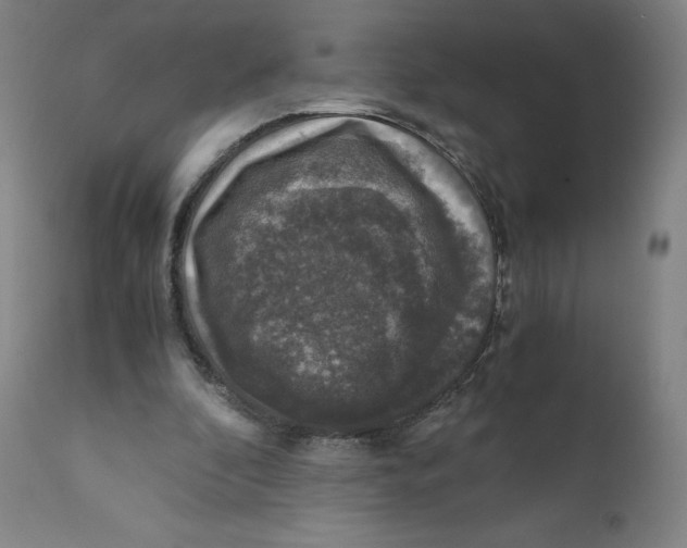 X0000110710296200907101251