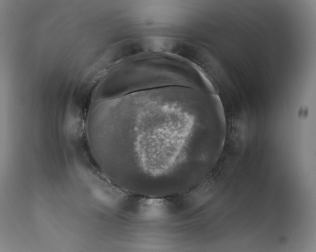 X0000110710324200907101250