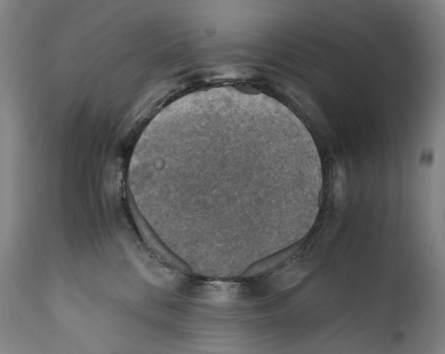 X0000110710328200907101250