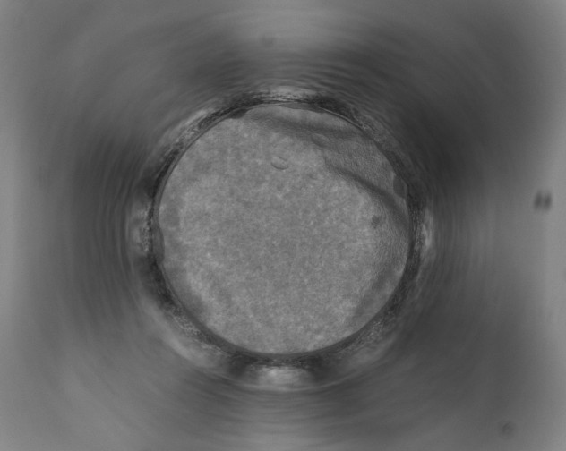 X0000110710360200907101250