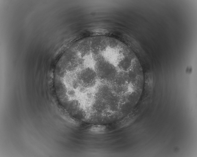 X0000110710369200907101250