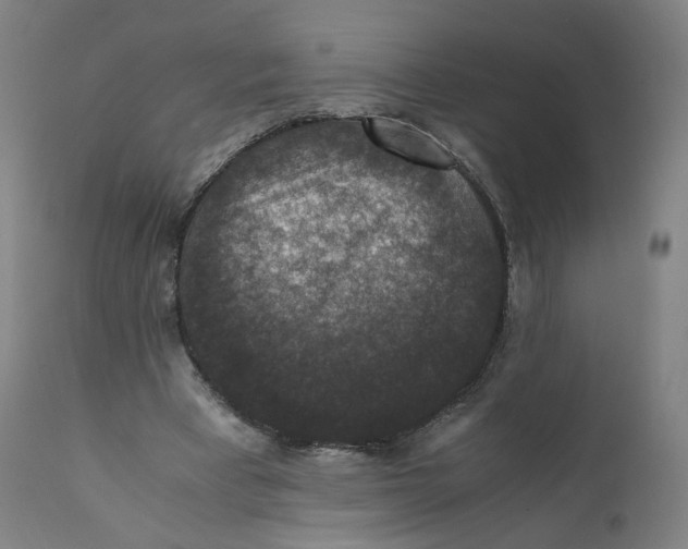 X0000110710393200907101249