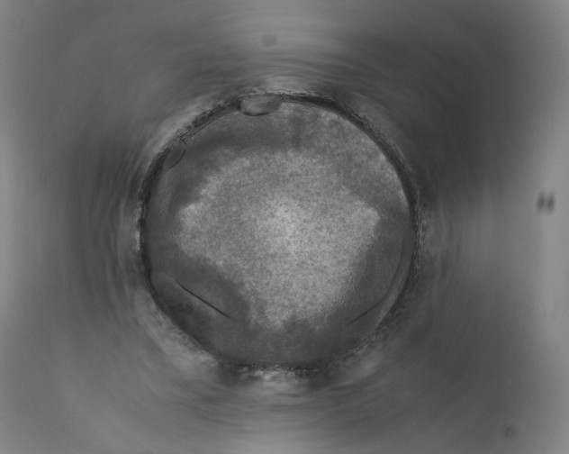 X0000110710395200907101249