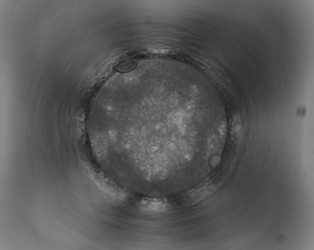 X0000110710559200907101247