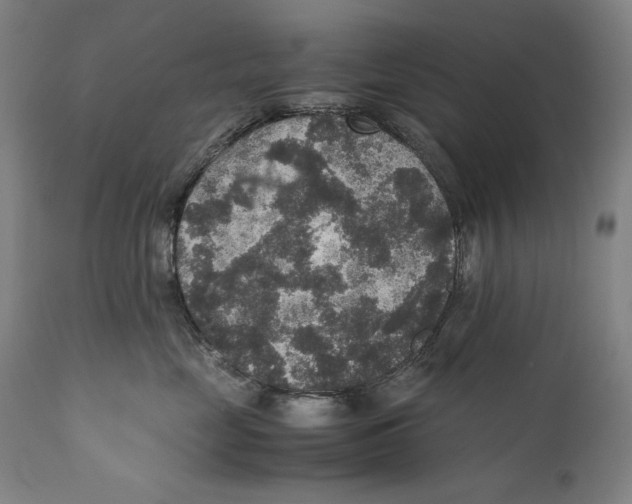 X0000110710669200907101245