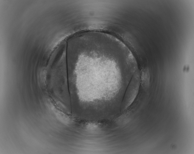 X0000110710684200907101244