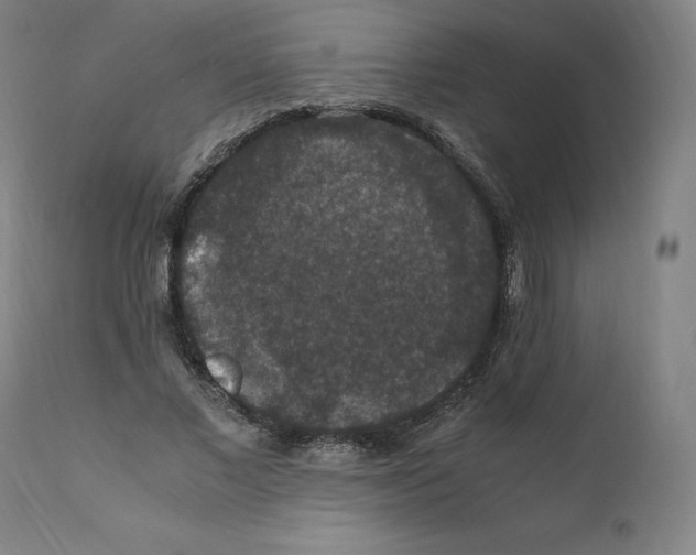 X0000110710685200907101244