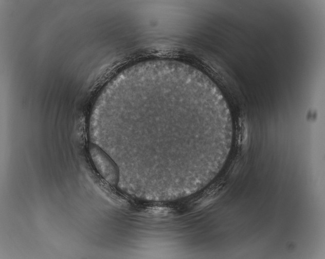 X0000110710748200907101243