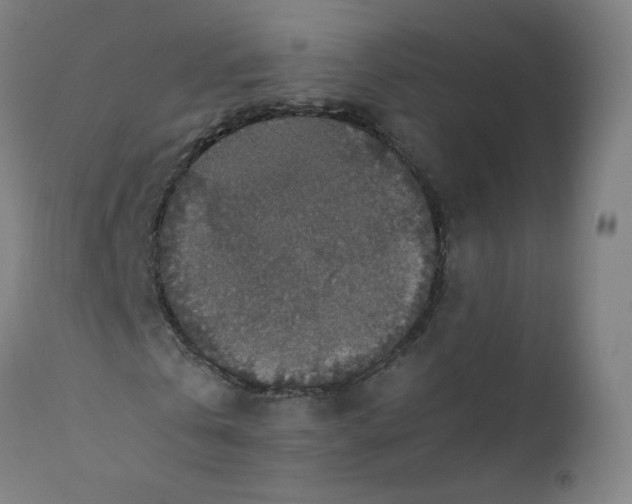 X0000110710769200907101243