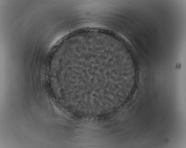 X0000110710775200907101243