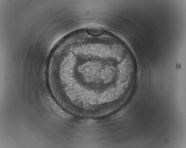 X0000110710783200907101243
