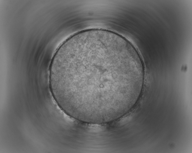 X0000110710807200907101242