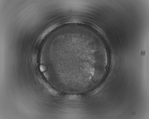 X0000110710826200907101242