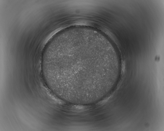 X0000110710829200907101242