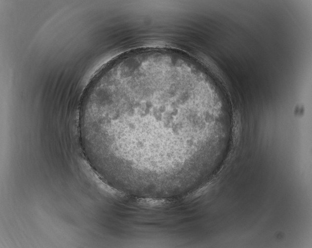 X0000110710831200907101242