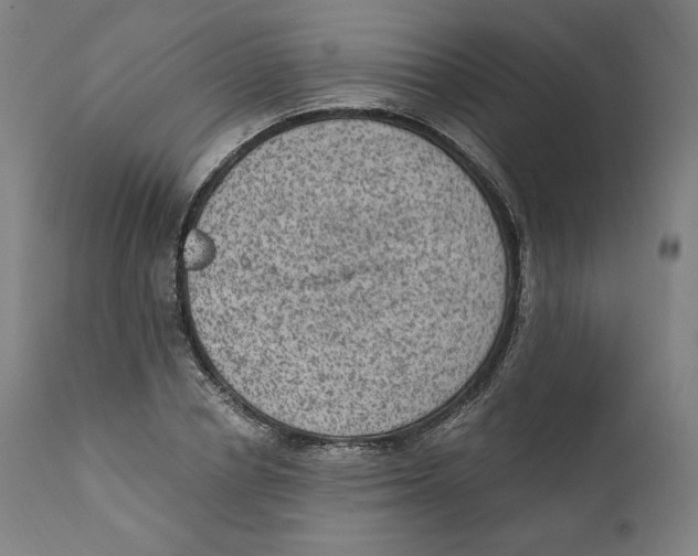 X0000110710834200907101242