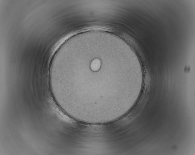 X0000110710836200907101242