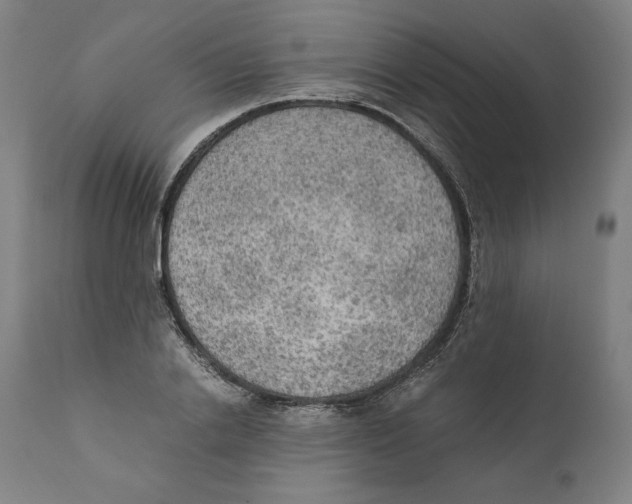 X0000110710838200907101242