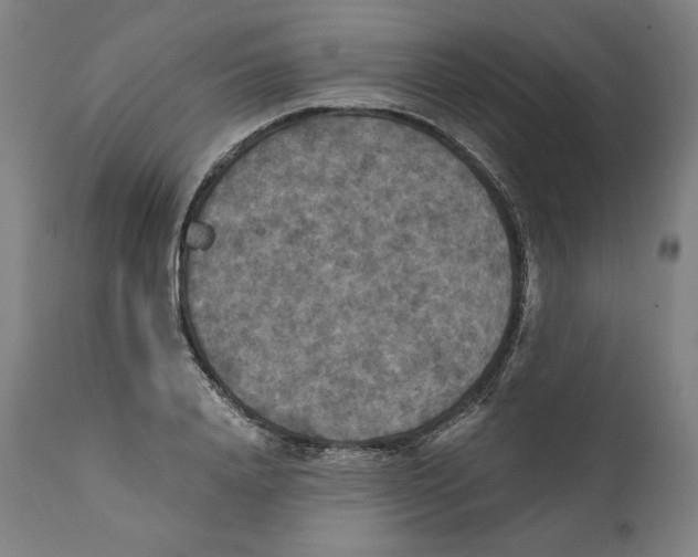 X0000110710840200907101242