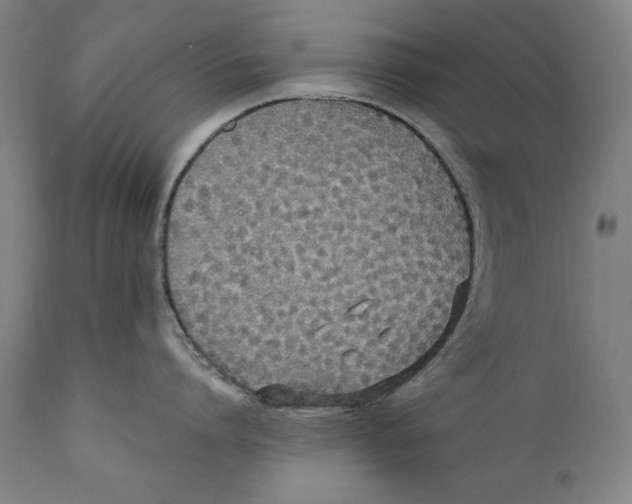 X0000110710864200907101242