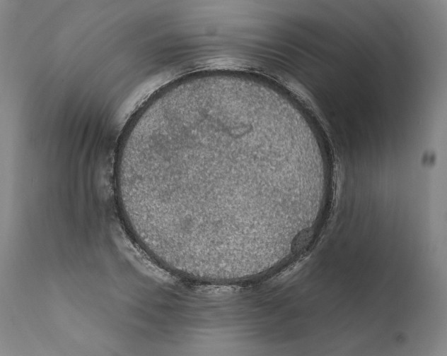 X0000110710930200907101241