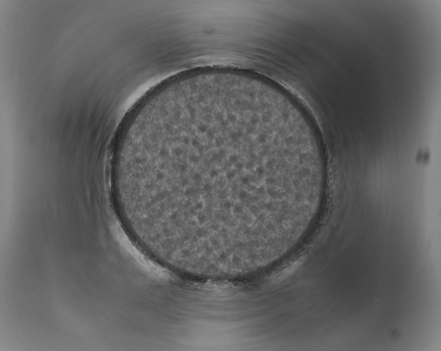 X0000110710983200907101240