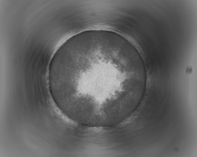 X0000110710990200907101240