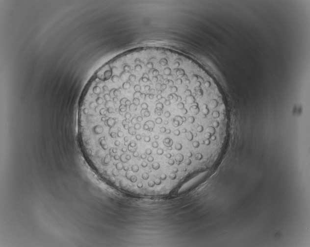 X0000110711036200907101239