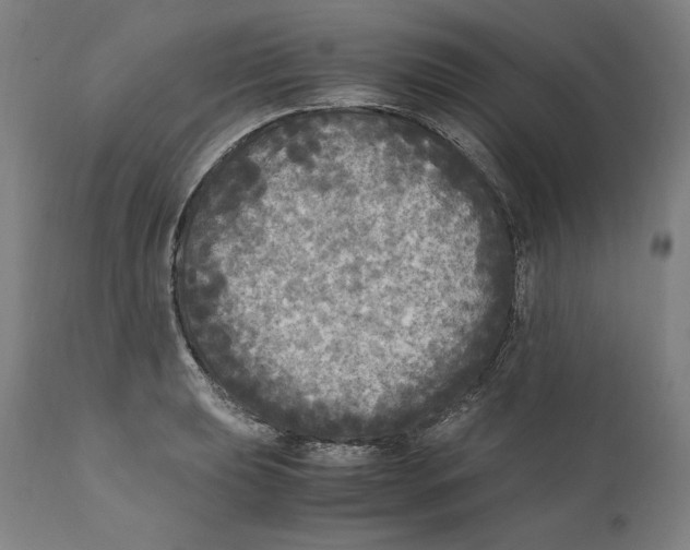 X0000110711039200907101239