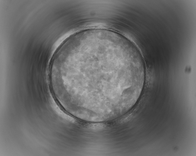 X0000110711090200907101238