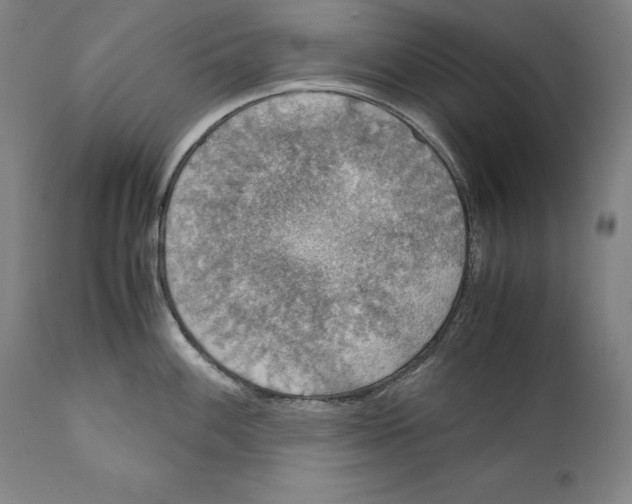 X0000110711100200907101238