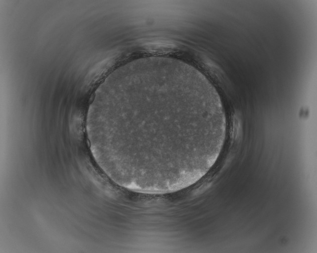 X0000110711108200907101237