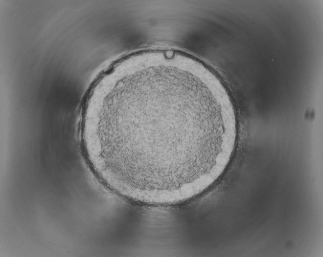 X0000110711126200907101238