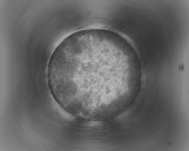 X0000110711423200907101233