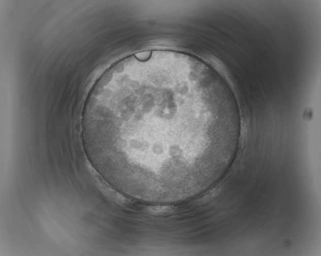 X0000110711435200907101233