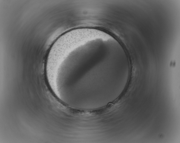 X0000110711459200907101233