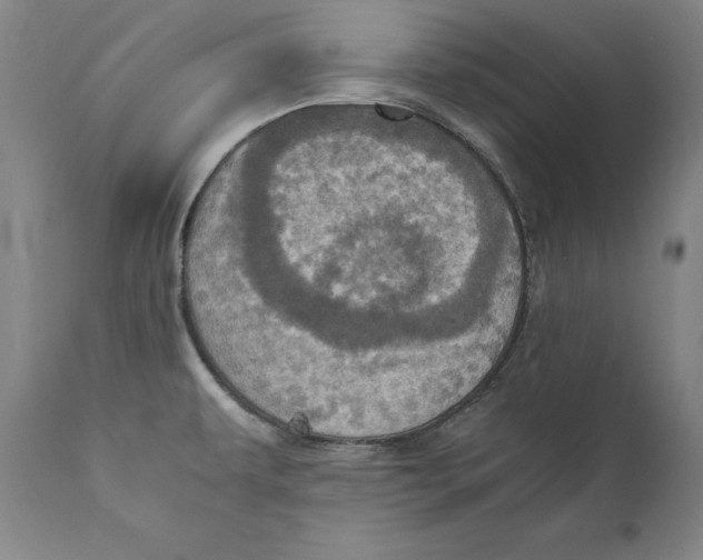 X0000110711479200907101232