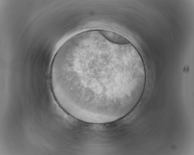 X0000110711536200907101232